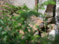4-star Apartment in Istria, Croatia | Ad Villam Venire, Momjan Momjan